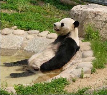 panda.jpg