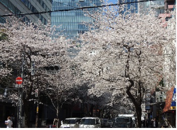 sakura3.jpg